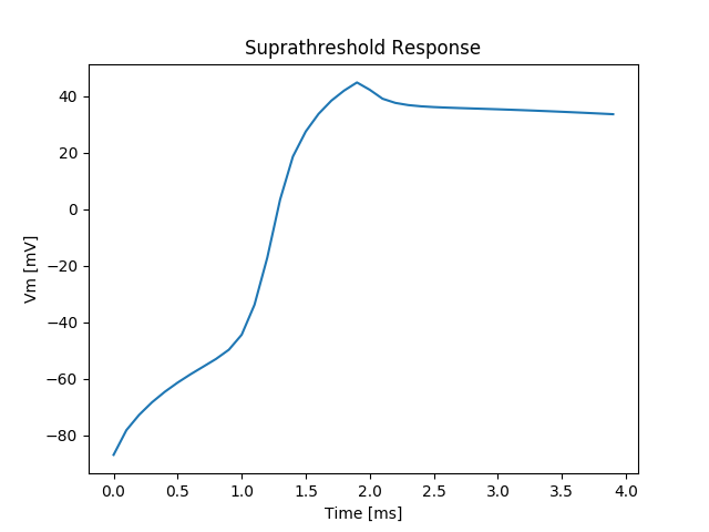 Membrane response to a suprathresold depolarizing transmembrane stimulus.