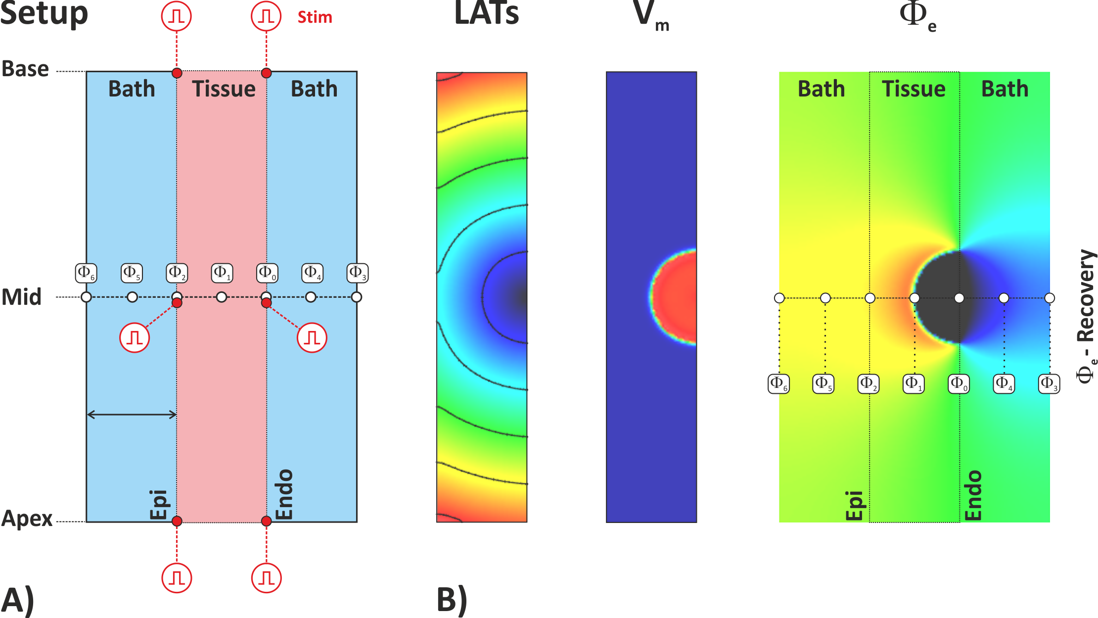 Computing extracellular potentials and ECGs. A) Setup B) Visualization Extracellular potentials \phi_{\mathrm 0} - \phi_{\mathrm 6} are recovered at the indicated locations along the apico-basal centerline to be compared with bidomain-based potentials. Three recovery sites are located inside the tissue, one in the midmyocardium, and one at endocardial and epicardial surfaces, respectively. In the presence of a bath (i.e., bath>0) extra recovery sites are located at the surface of the bath and in the center of the bath for both bath compartments interfacing with endocardial and epicardial surfaces.